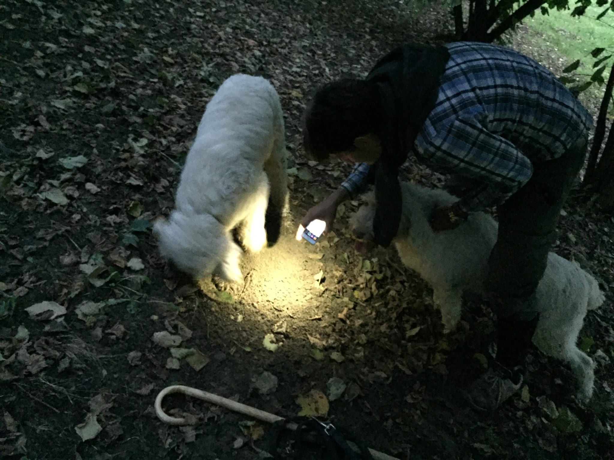 Foodiletto Truffle Hunt