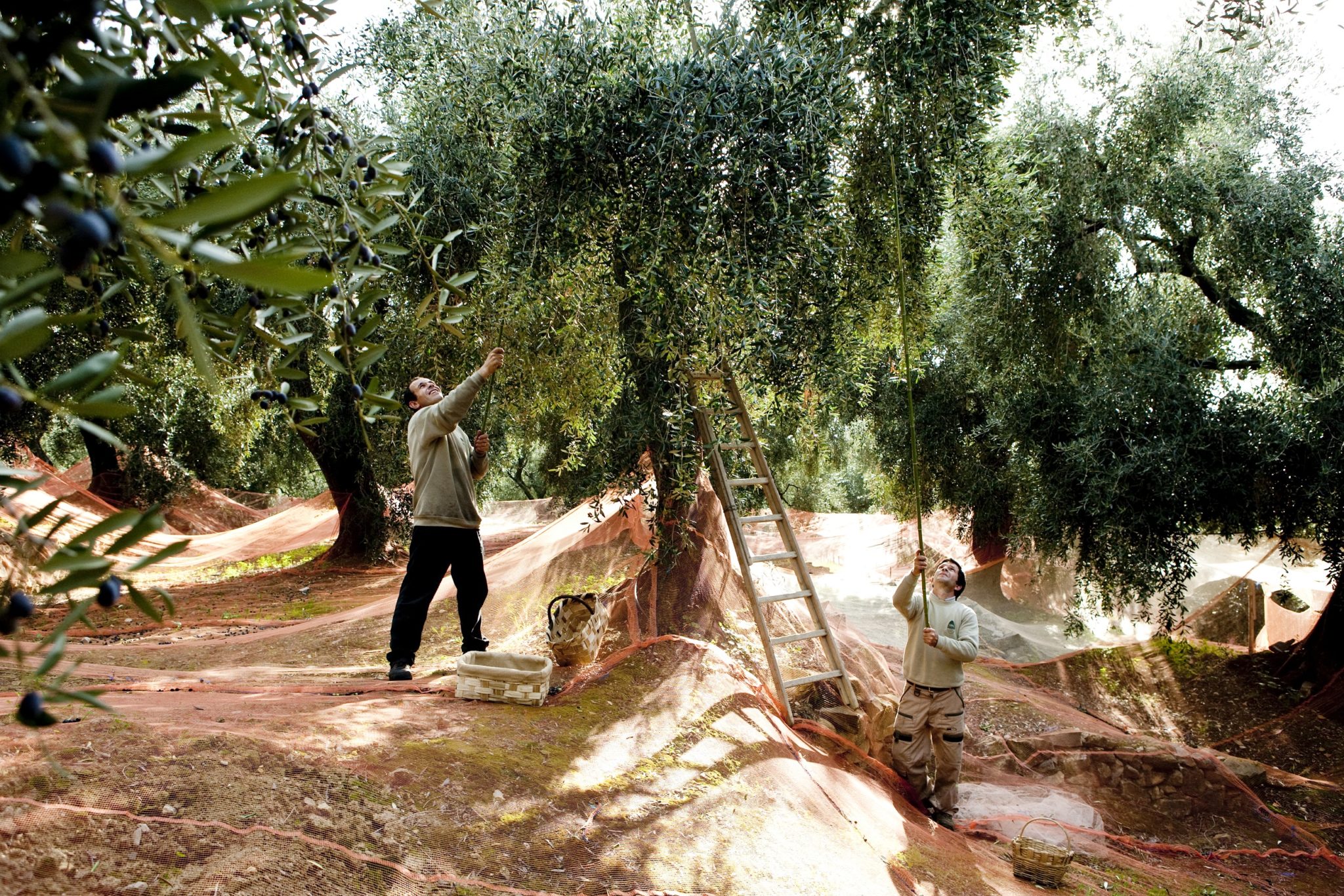 Foodiletto Harvest Olives